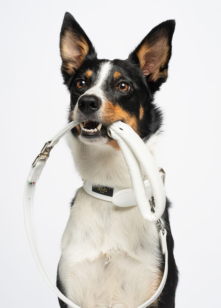 liu jo pets large leash