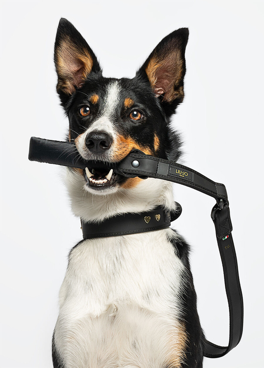 liu jo pets large leash