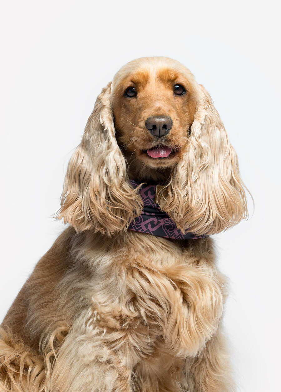 liu jo pets ear and neck warmer