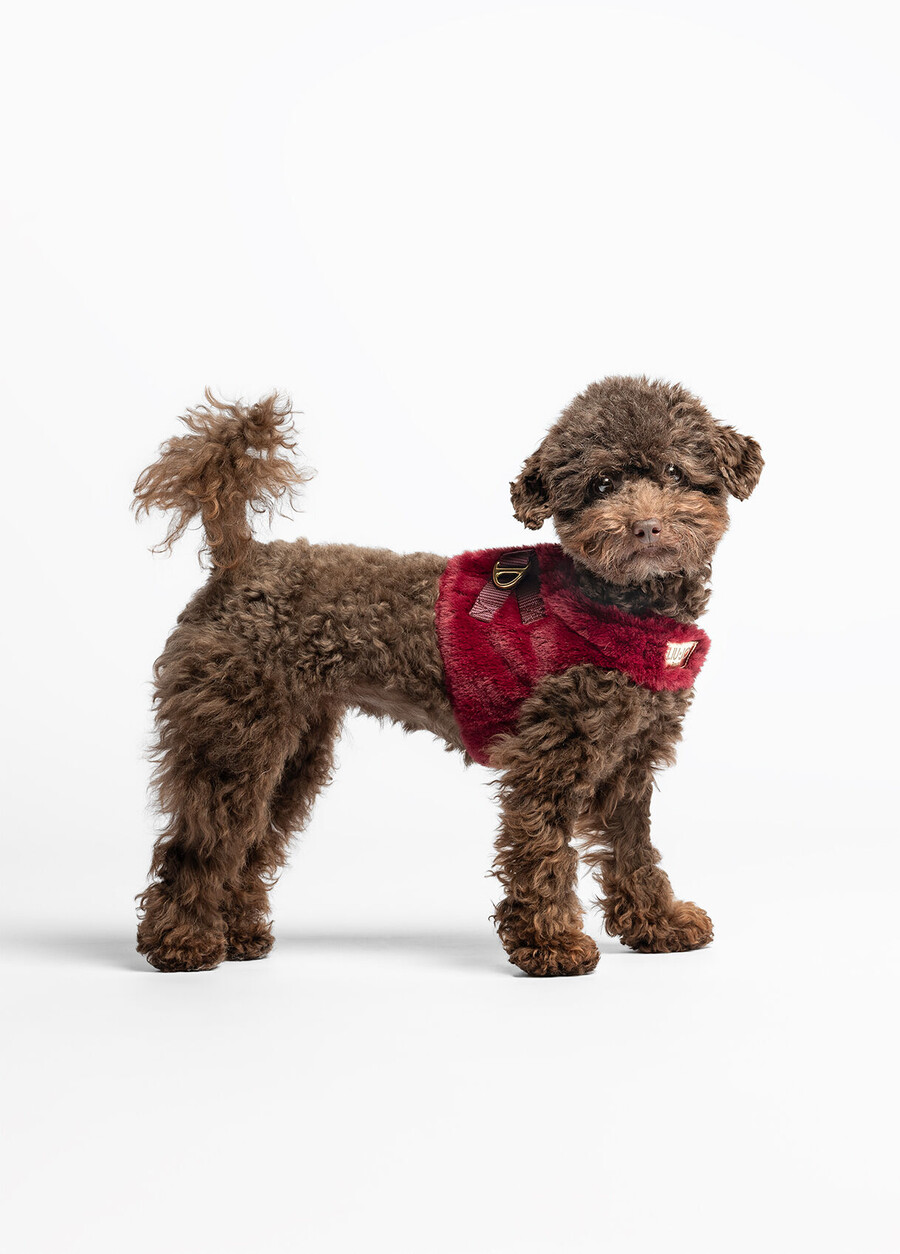 liu jo pets teddy harness