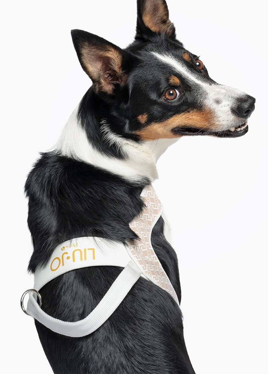 liu jo pets large harness