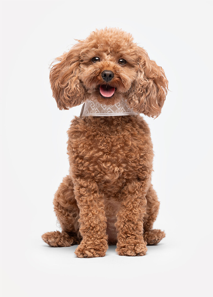 liu jo pets harness