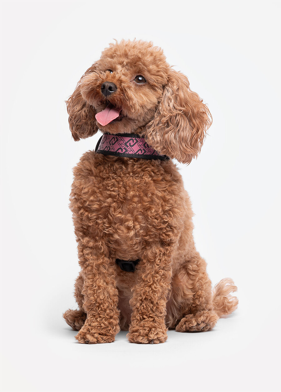 liu jo pets harness