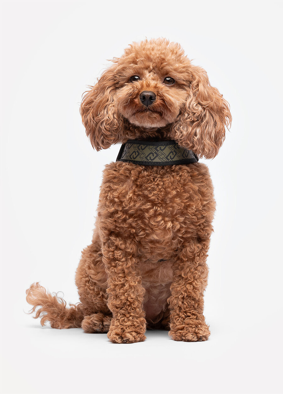 liu jo pets harness